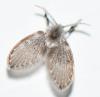 Clogmia albipunctata